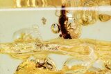 Polished Colombian Copal ( g) - Contains Termites! #326713-1